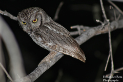Western Screech-Owl photo 3