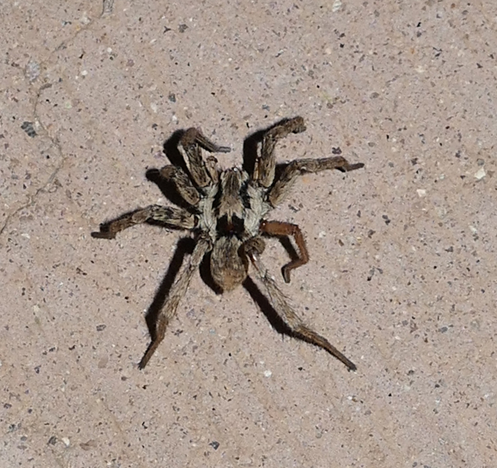 Syspira tigrina