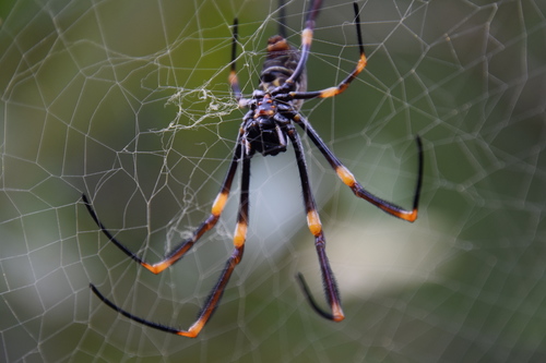 Coastal Golden Orb-weaver