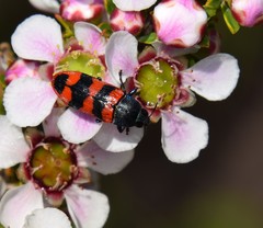 Castiarina crenata