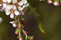 Castiarina crenata