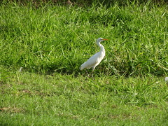 Bubulcus ibis