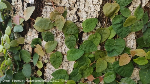 Ficus pumila
