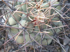 Coryphantha poselgeriana