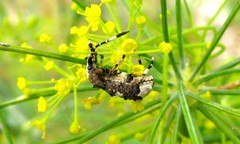 Platystomos albinus