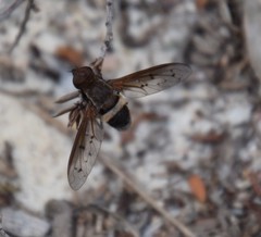 Ligyra punctipennis