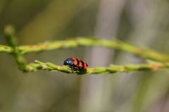 Castiarina crenata