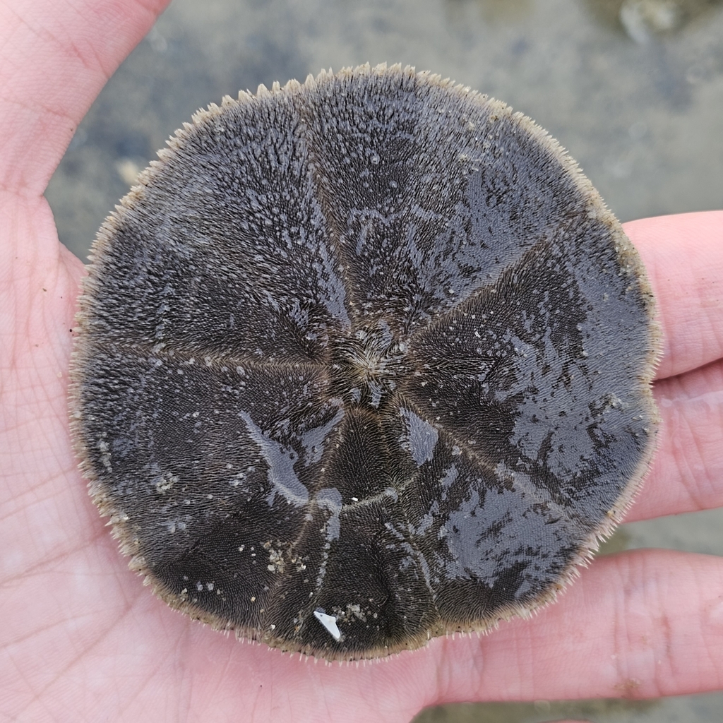 Cake Sand Dollar