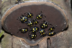 Eumorphus marginatus