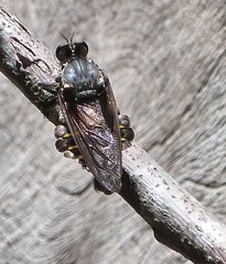 Blepharotes splendidissimus