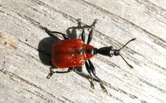 Apoderus coryli
