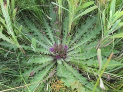 Cirsium acaule esculentum