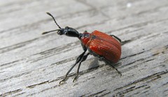 Apoderus coryli