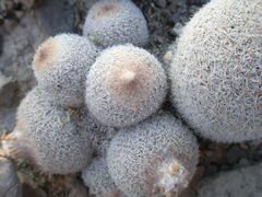 Epithelantha