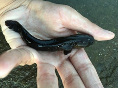 Cryptocentroides gobioides