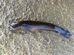 Cryptocentroides gobioides