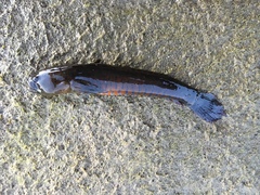 Cryptocentroides gobioides