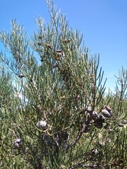 Hakea lissosperma