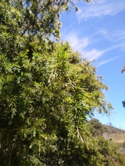 Acacia riceana