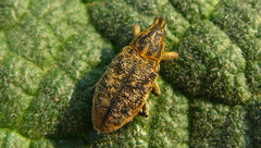 Cyphocleonus trisulcatus