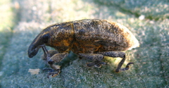 Cyphocleonus trisulcatus