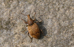 Graptus triguttatus