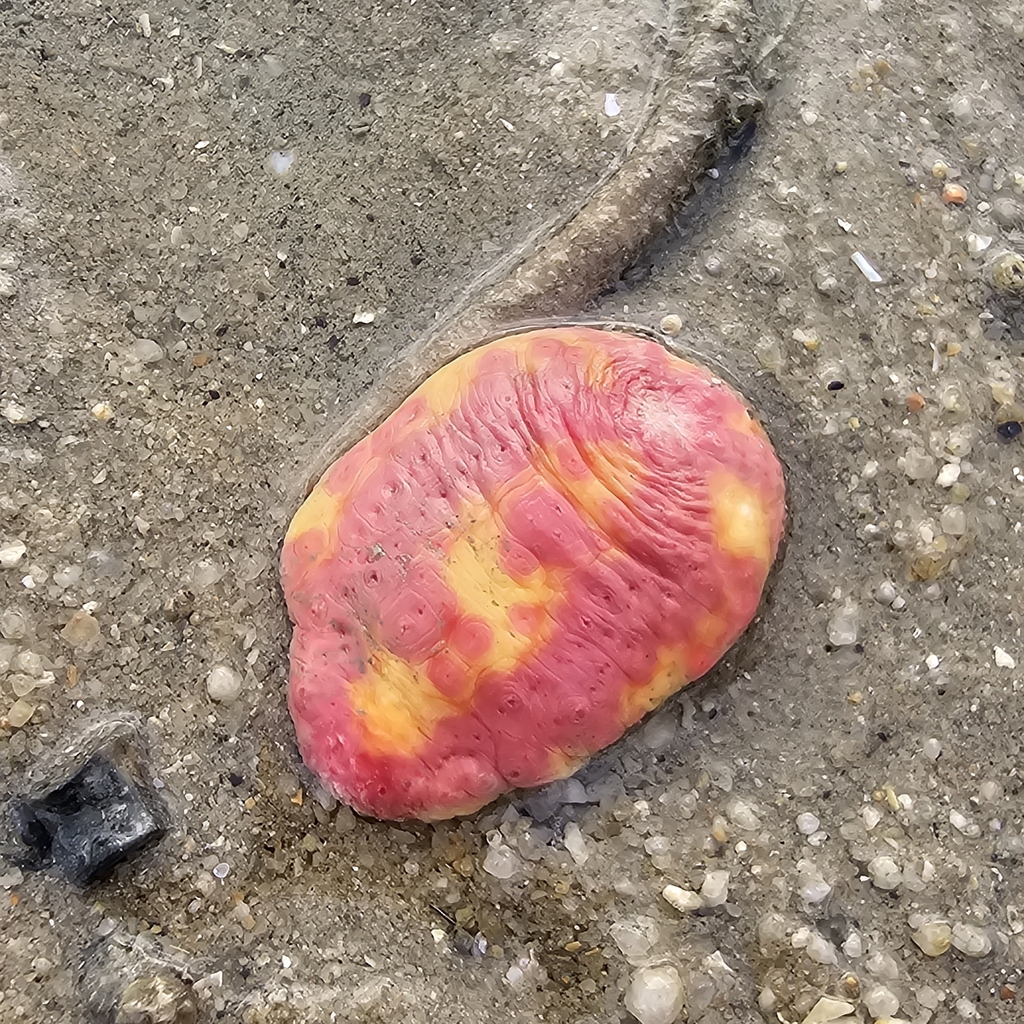 Pink Warty Sea Cucumber