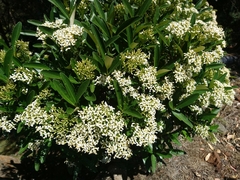 Olearia viscosa