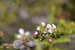 Conocephalomima barameda