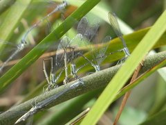 Neosticta canescens