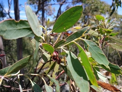 Eucalyptus coccifera