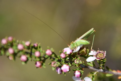 Conocephalomima barameda