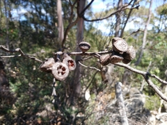Eucalyptus coccifera