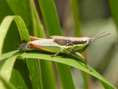 Bermius brachycerus