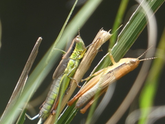 Bermius brachycerus