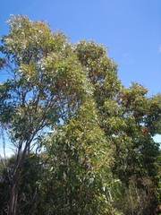 Eucalyptus coccifera