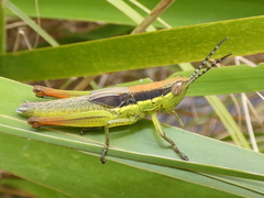 Bermius brachycerus