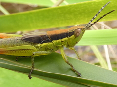 Bermius brachycerus