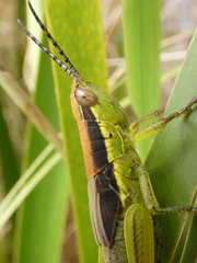 Bermius brachycerus