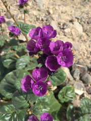 Phacelia calthifolia