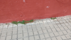 Cymbalaria muralis image