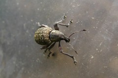 Liophloeus tessulatus