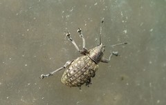 Liophloeus tessulatus