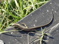 Lacerta viridis