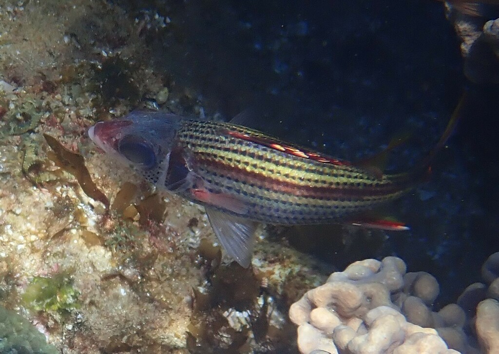 Sammara squirrelfish