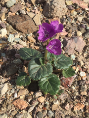 Phacelia calthifolia