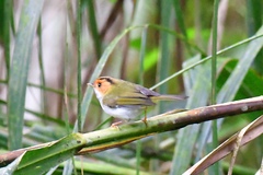 Abroscopus albogularis