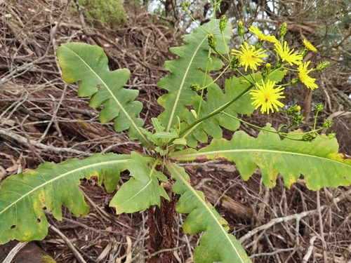 Shrubby Sow Thistle