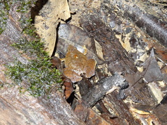 Microhylinae