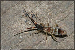 Orchesella flavescens